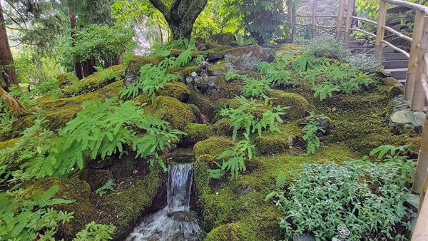 ferns